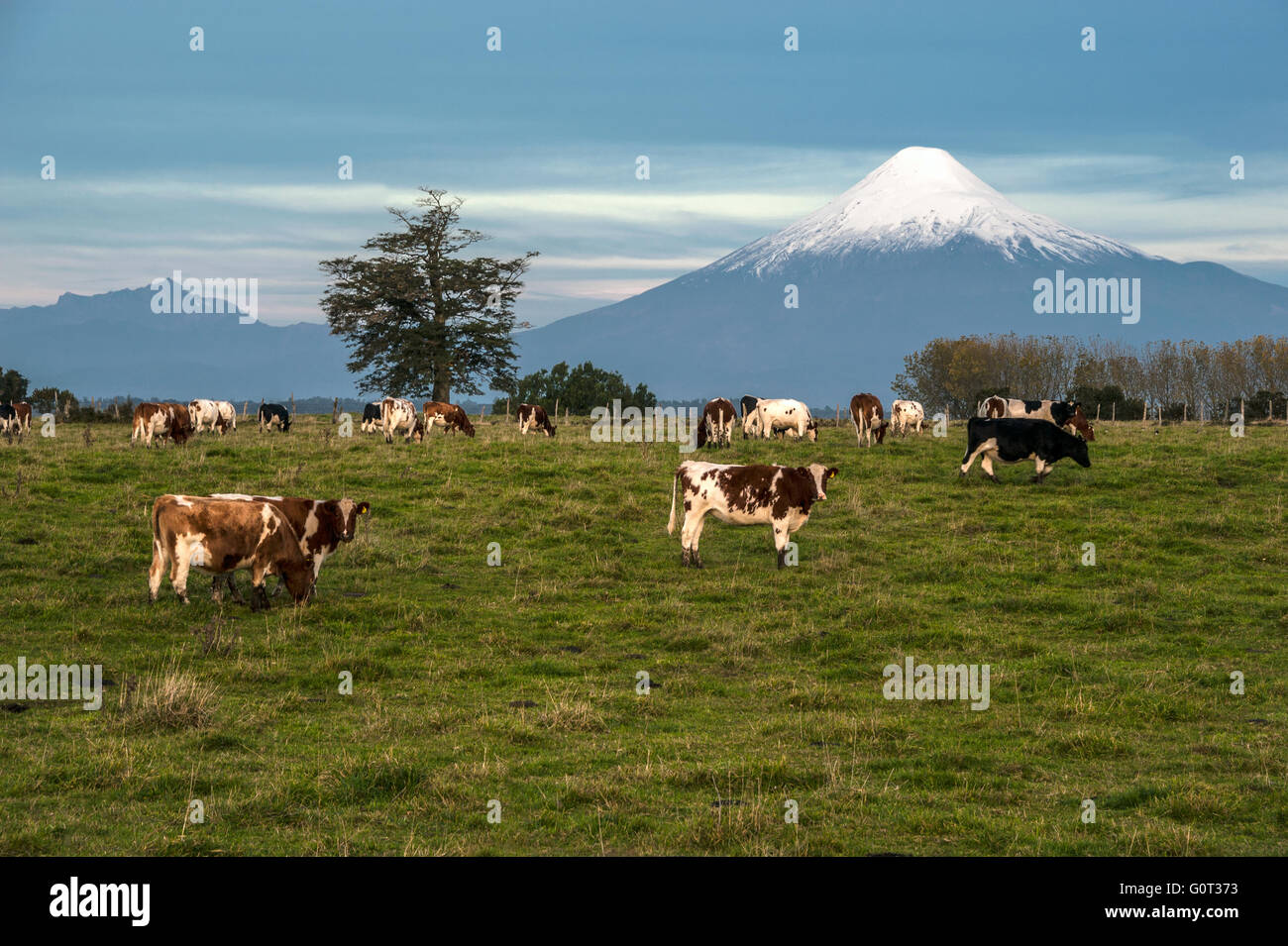 Idyllic landscape of Osorno Volcano, Lake Region, Chile Stock Photo