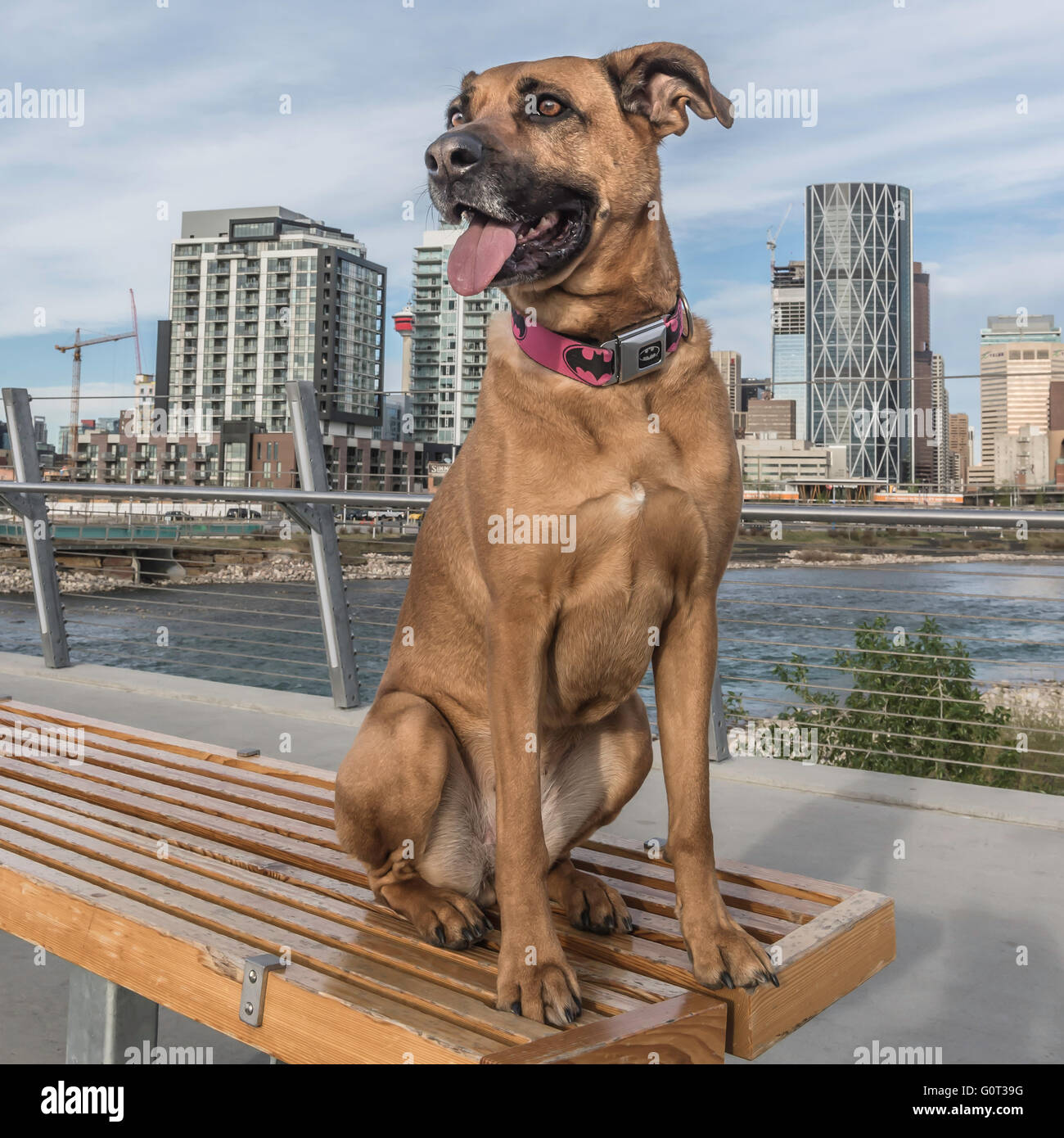Boxer cross hi-res stock photography and images - Alamy