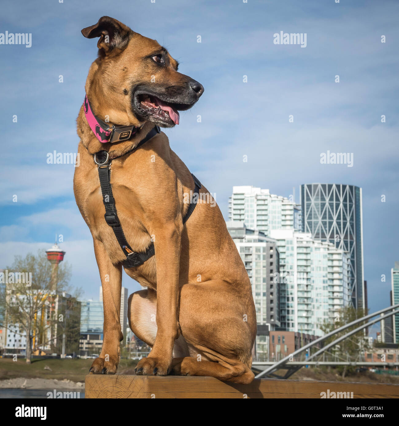 Belgian Malinois Boxer Mix