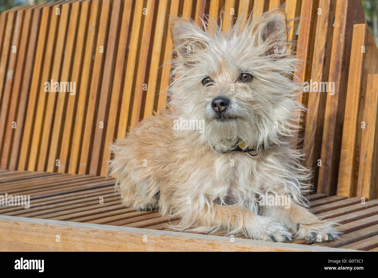 Little white dog, portrait, poodle-chihuahua-schnauzer mix, mixed breed Stock Photo