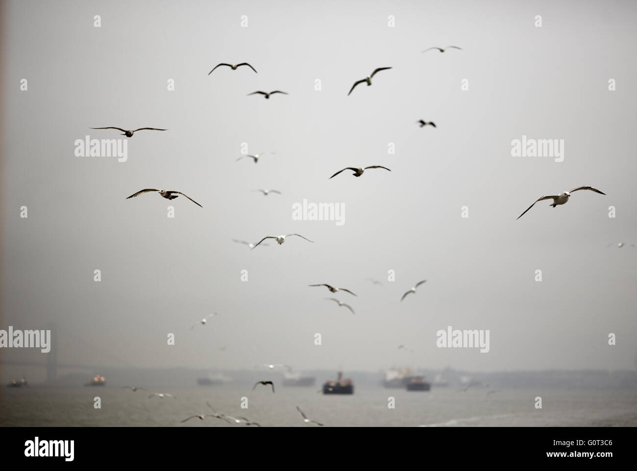 New york   birds gulls flying following boat Stock Photo
