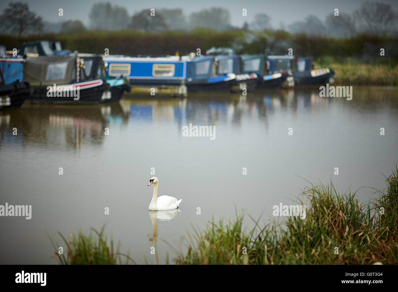 Overwater Marina, Coole Lane, Newhall, Nantwich, Cheshire waterway dull wet day weather grey gray swan single in water lines of Stock Photo