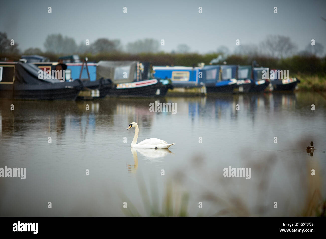 Overwater Marina, Coole Lane, Newhall, Nantwich, Cheshire waterway dull wet day weather grey gray swan single in water lines of Stock Photo