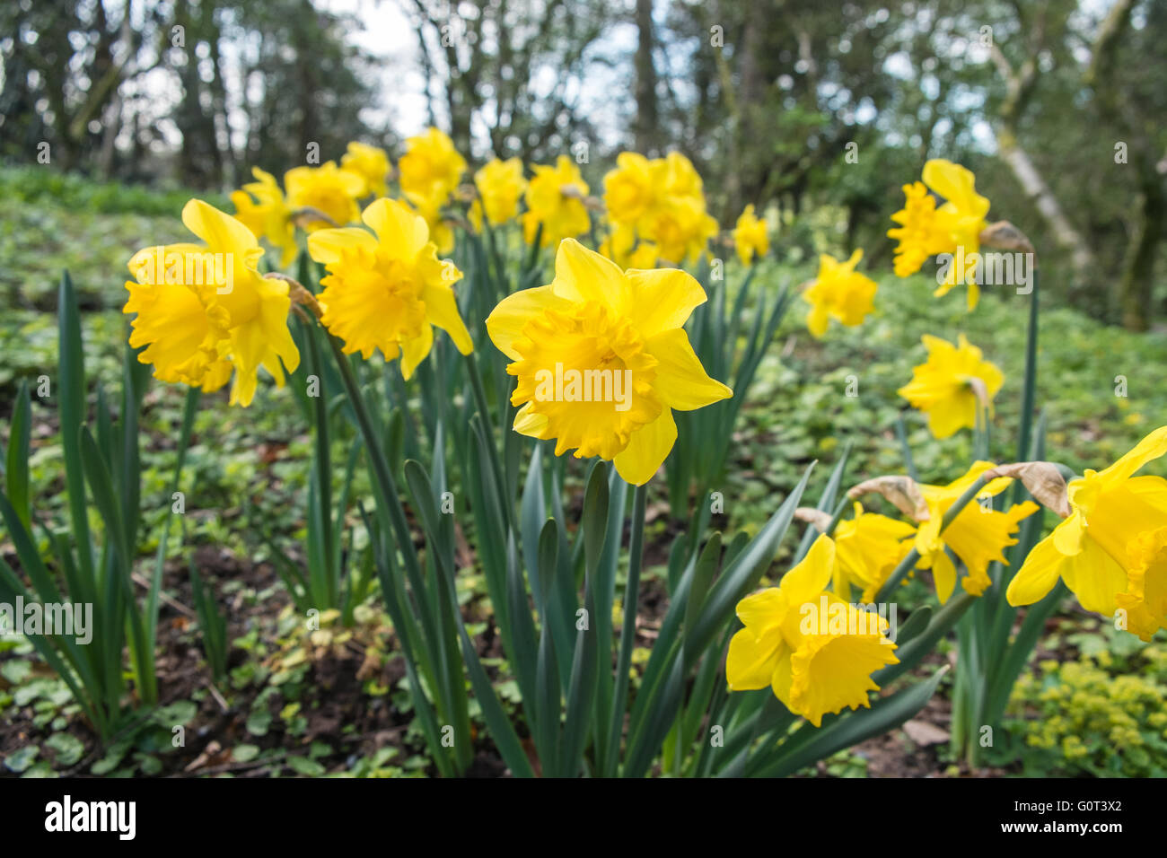 Daffodils,Welsh national flower in countryside. Rural location near
