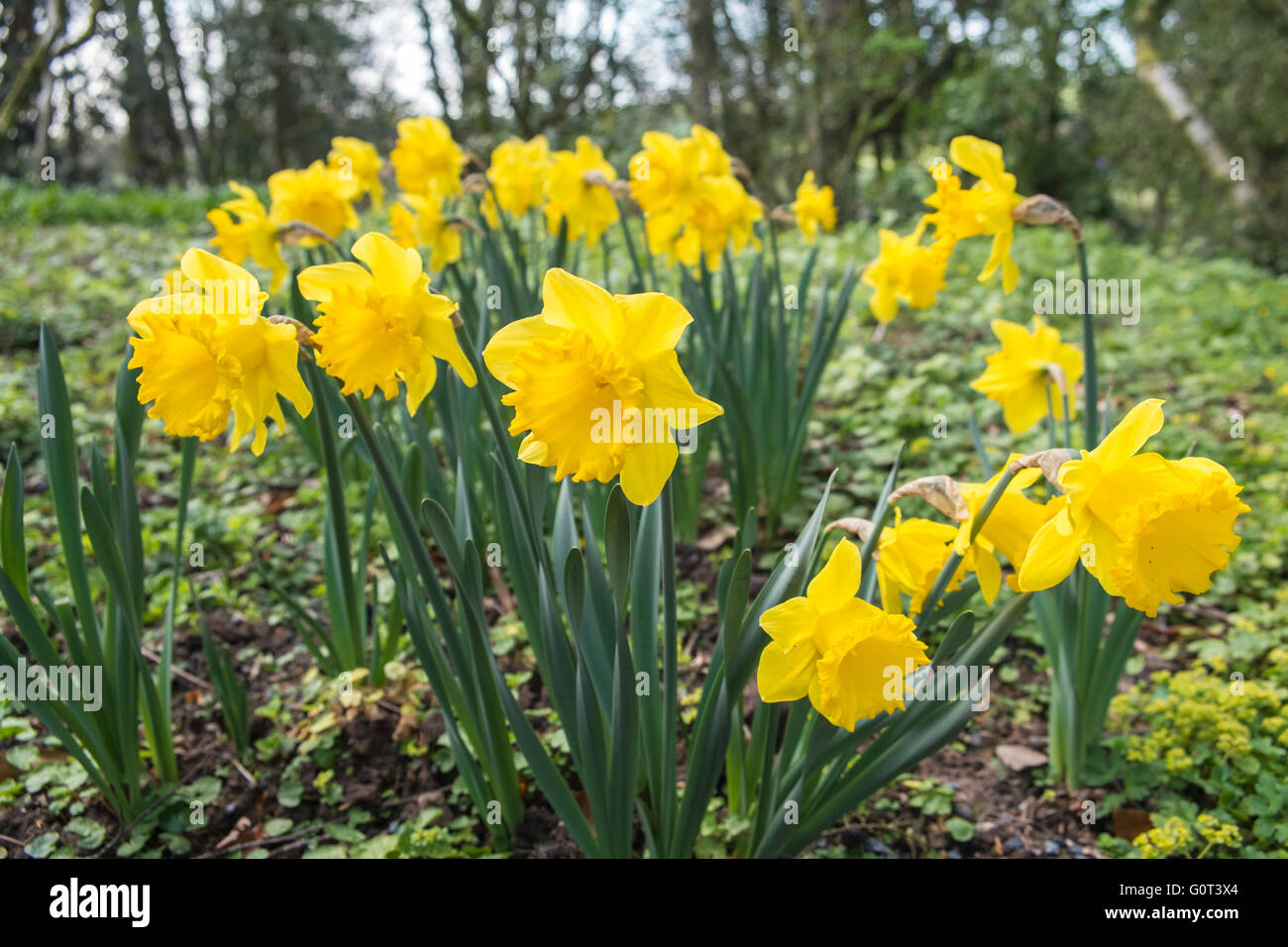 Daffodils,Welsh national flower in countryside. Rural location near