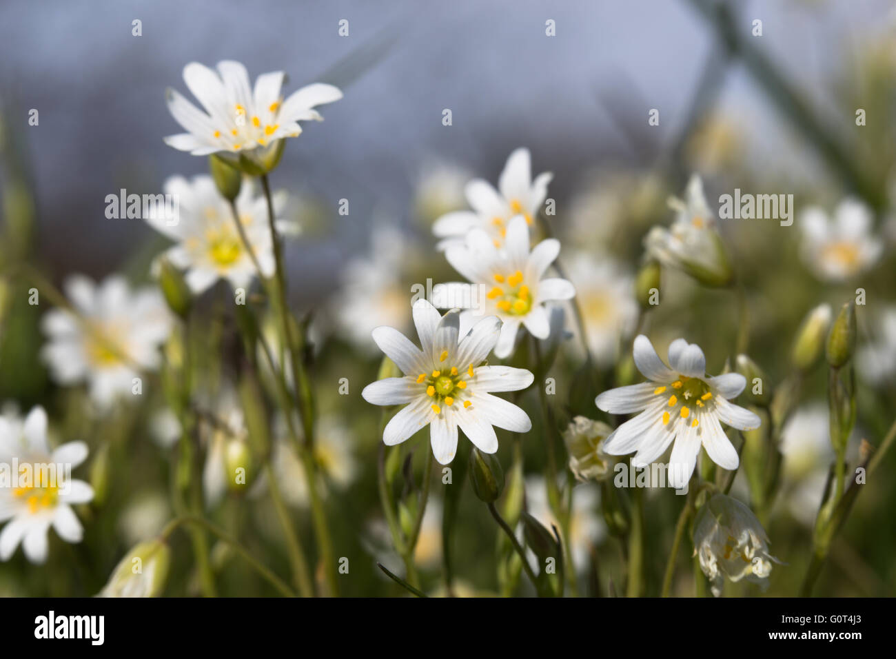 Low profile image of wild growing Wood Anemone (Anemone nemorosa) taken in woodlands surrounding