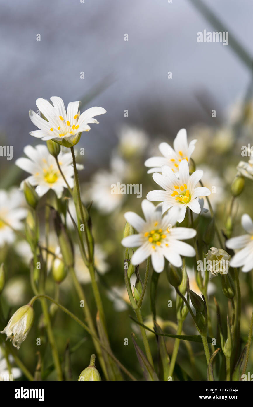 Low profile image of wild growing Wood Anemone (Anemone nemorosa) taken in woodlands surrounding