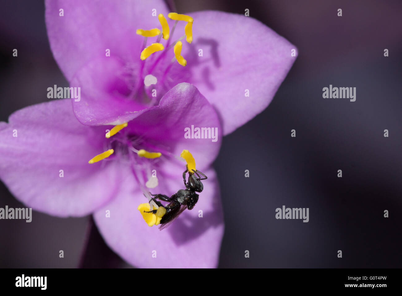 Australian native bee collecting pollen from purple flower Stock Photo