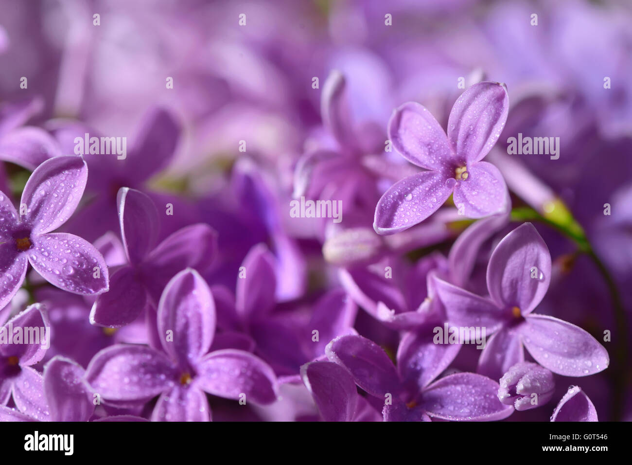 Macro image of spring lilac violet flowers Stock Photo
