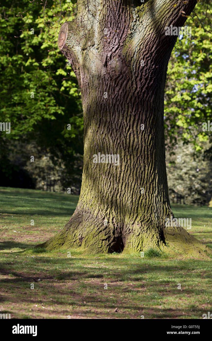 Old tree trunks hires stock photography and images Alamy