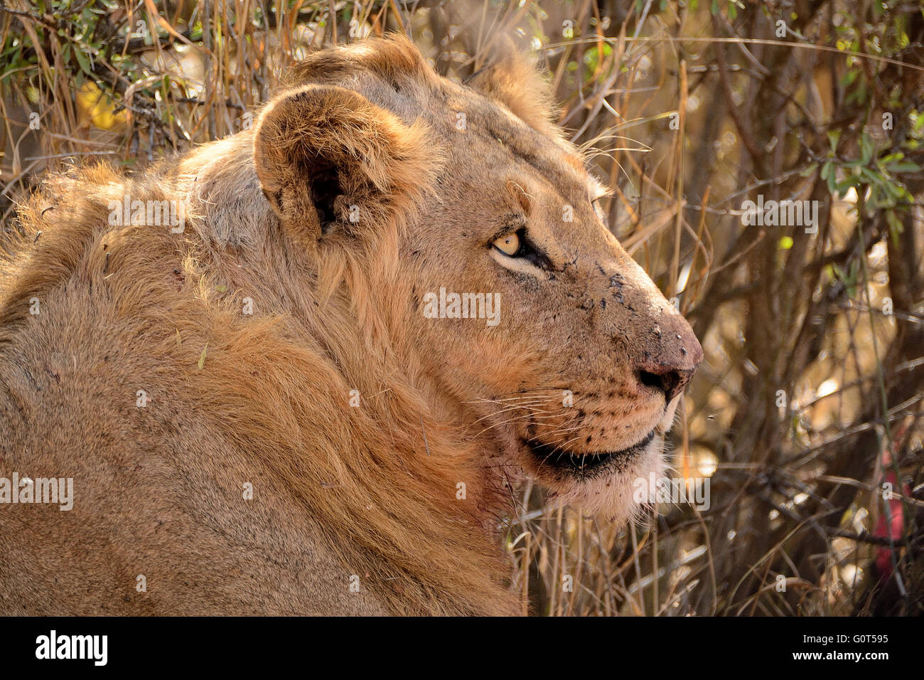 African Lion juvenile male resting but alert to activity in the bush Stock Photo