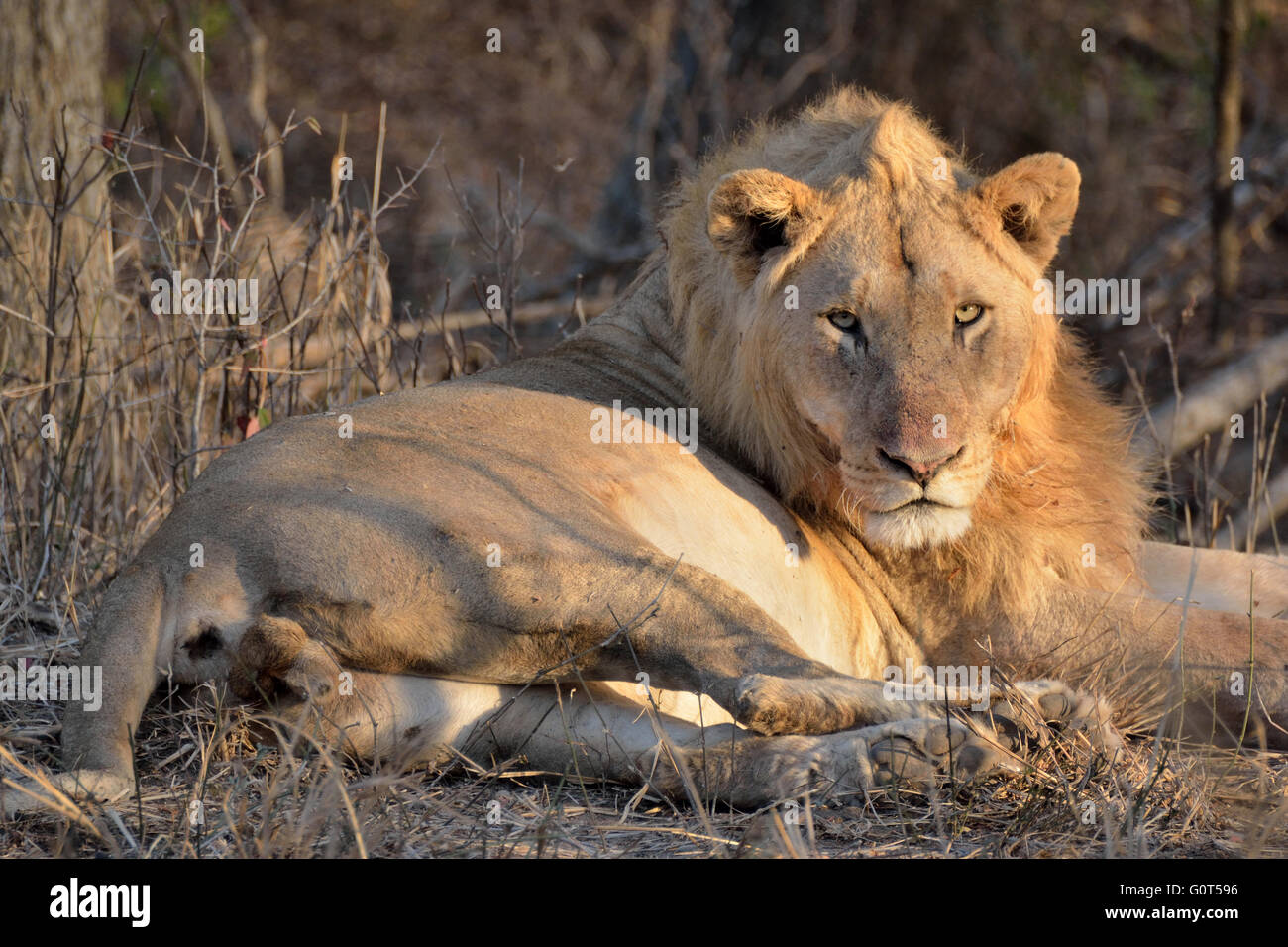 African Lion sub adult male lying basking in the early morning sunshine Stock Photo