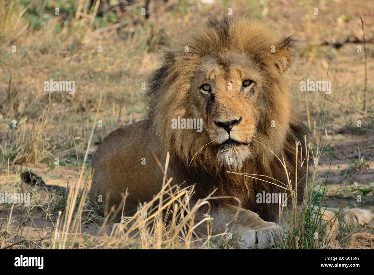 African Lion male with impressive mane resting in the shade with his pride Stock Photo