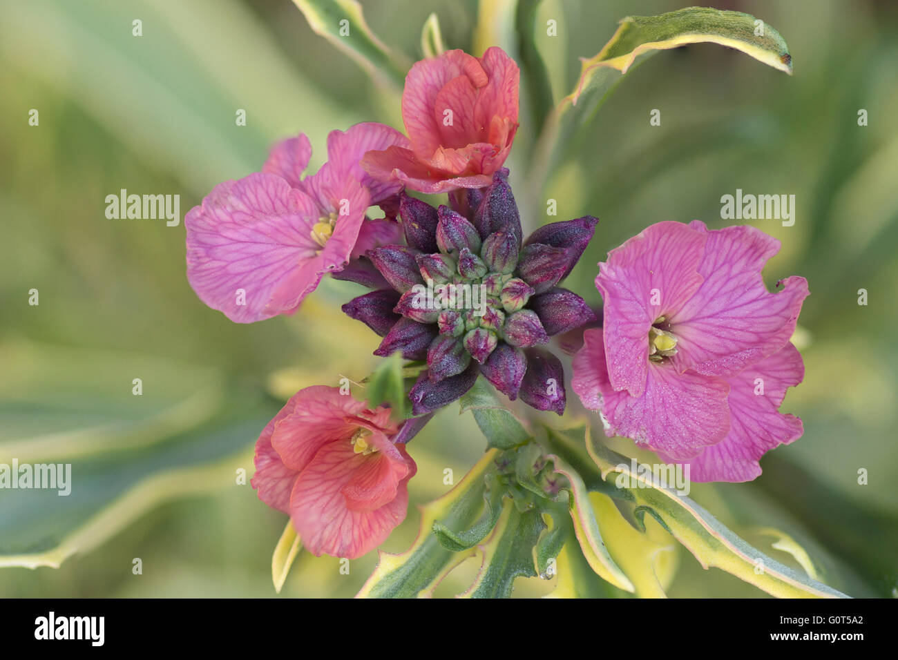Close up of Erysimum Flower Stock Photo
