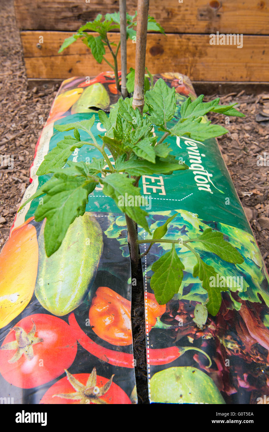 Tomatoes growing in a peat free gro-bag inside a polytunnel. Stock Photo