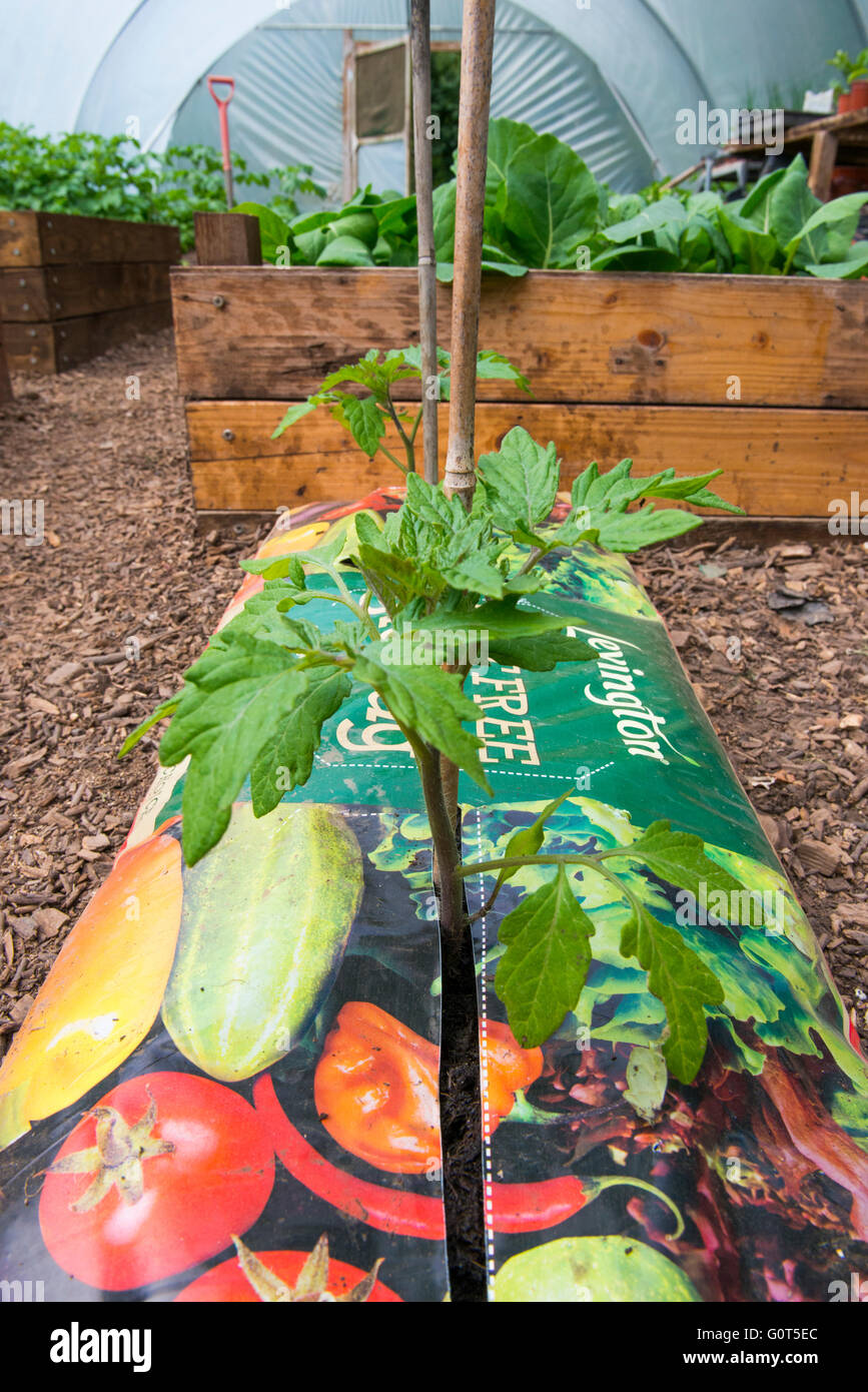 Tomatoes growing in a peat free gro-bag inside a polytunnel. Stock Photo