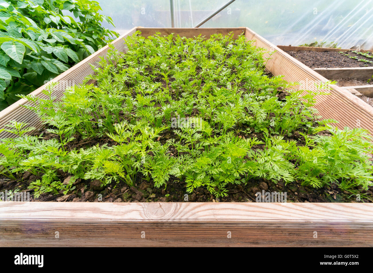 Carrots growing in a raised bed in a polytunnel Stock Photo Alamy
