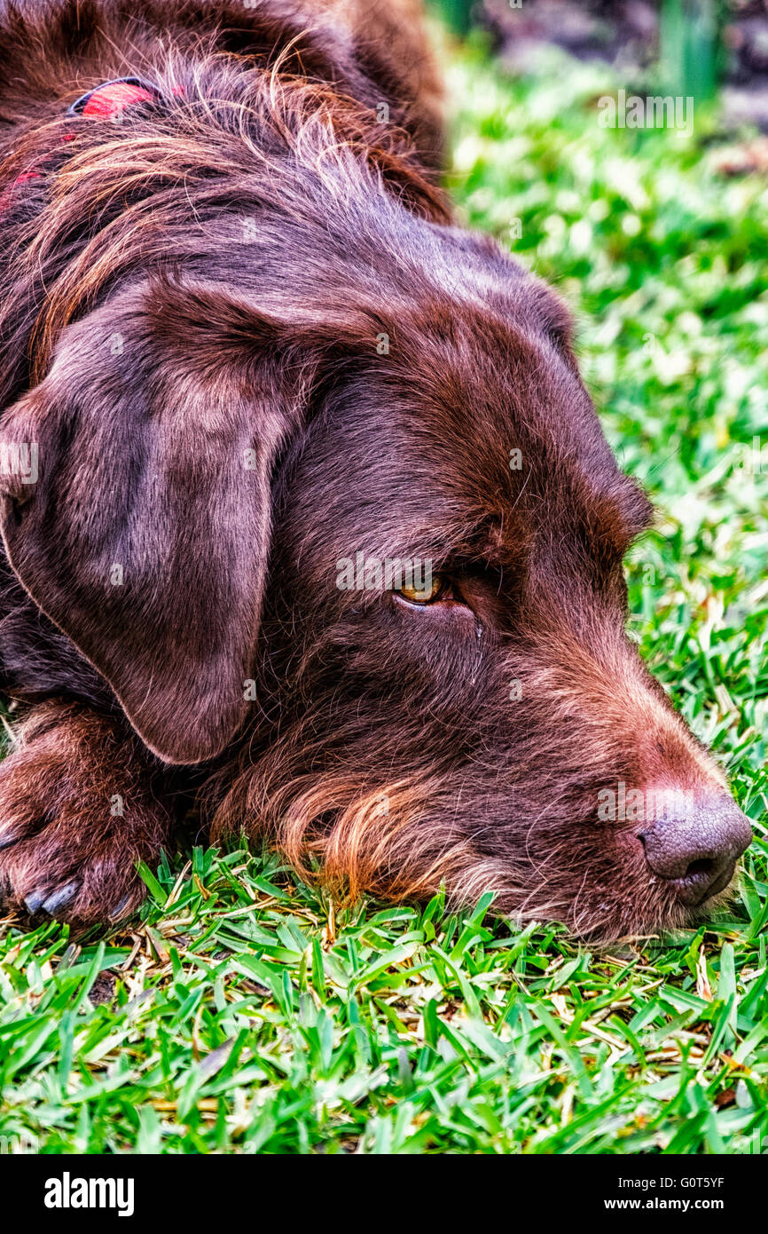 Head shot of brown labradoodle having a rest in the garden Stock Photo
