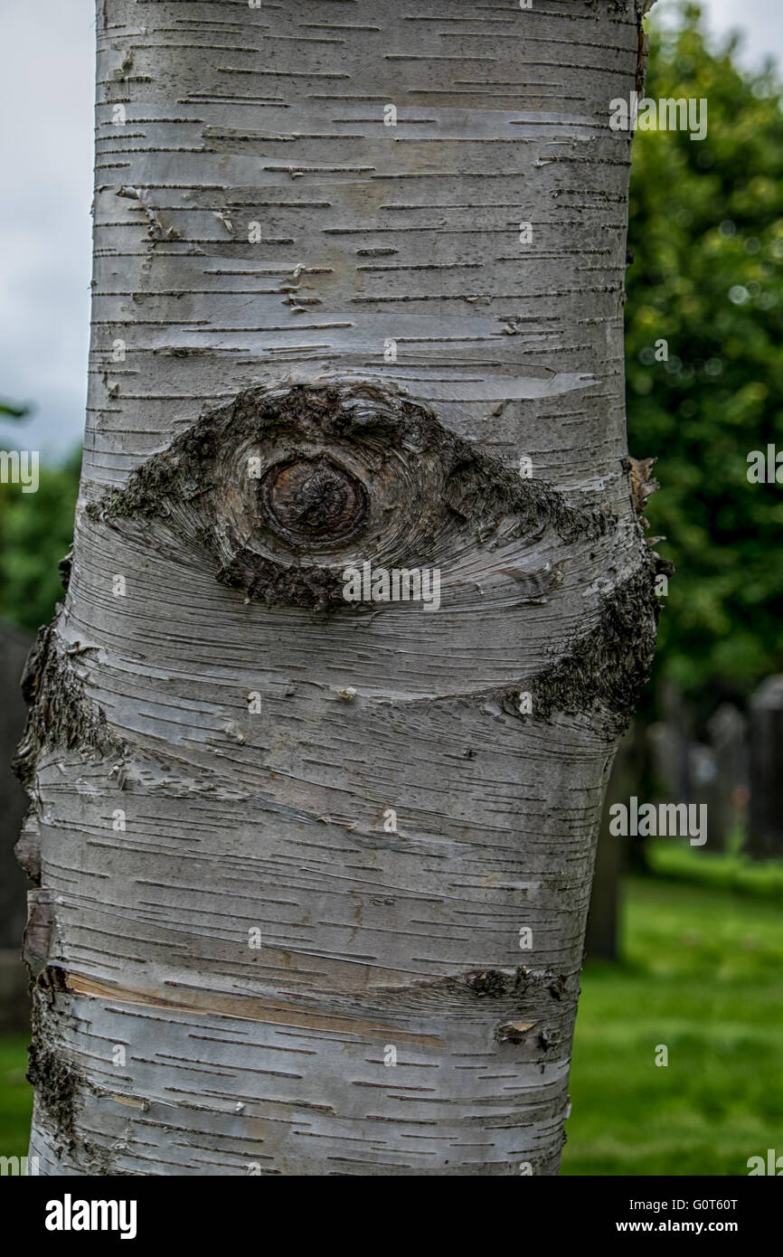 The eye of the tree! Stock Photo Alamy