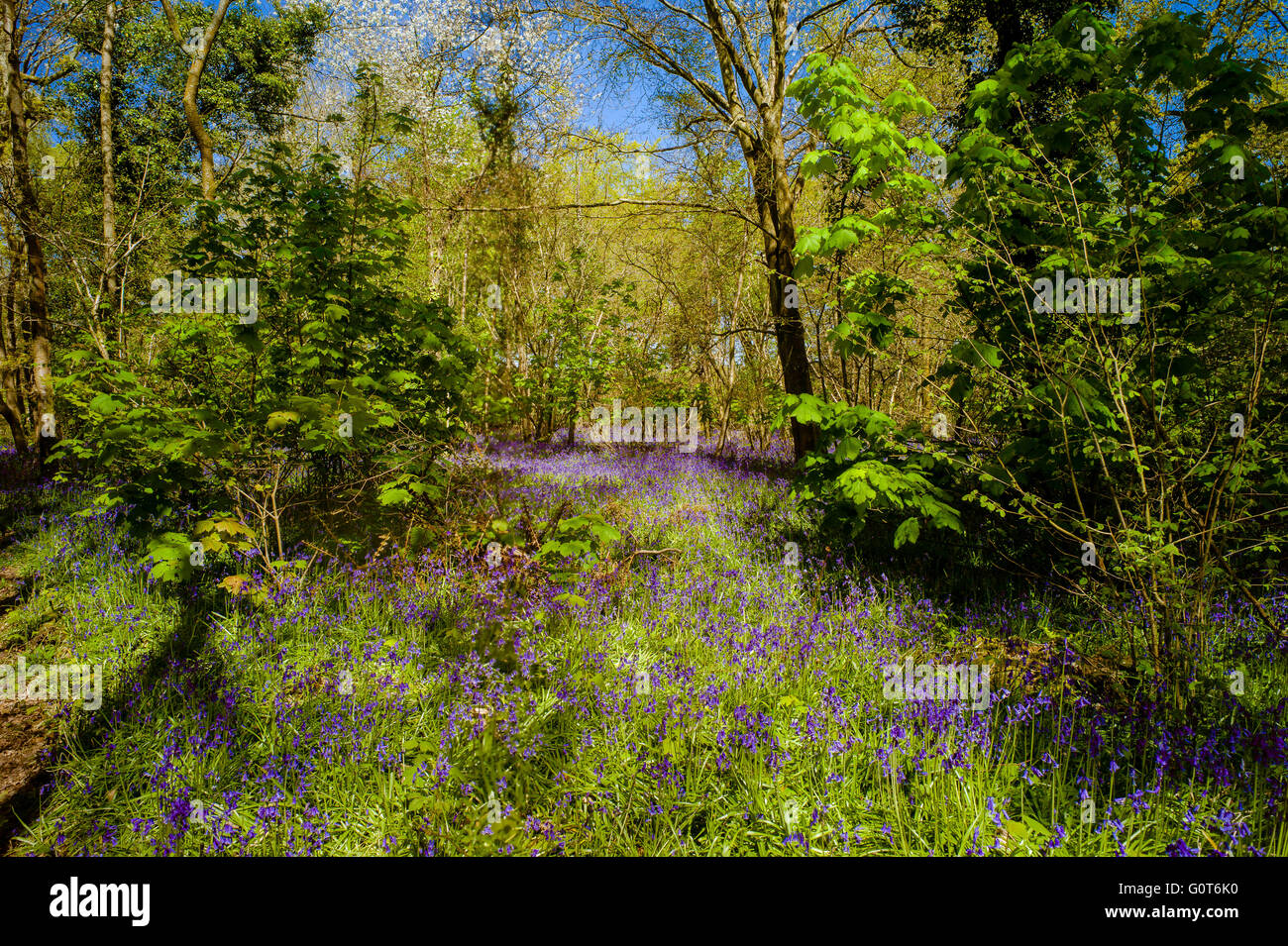 A sure sign of Spring in southern England is this beautiful bluebell ...