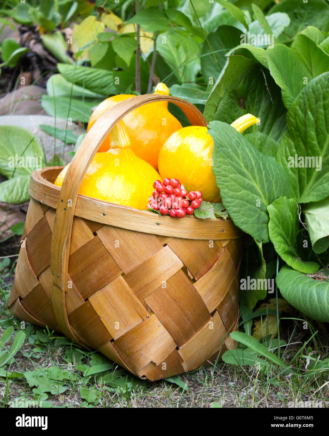 Pumpkins in basket. Defocused green leaves background Stock Photo - Alamy