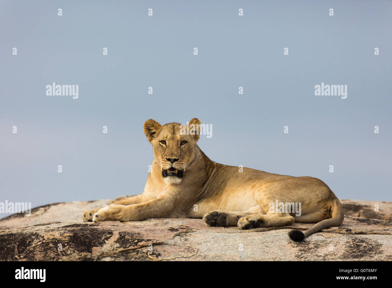 Lioness lying on top of a large granite boulder Stock Photo