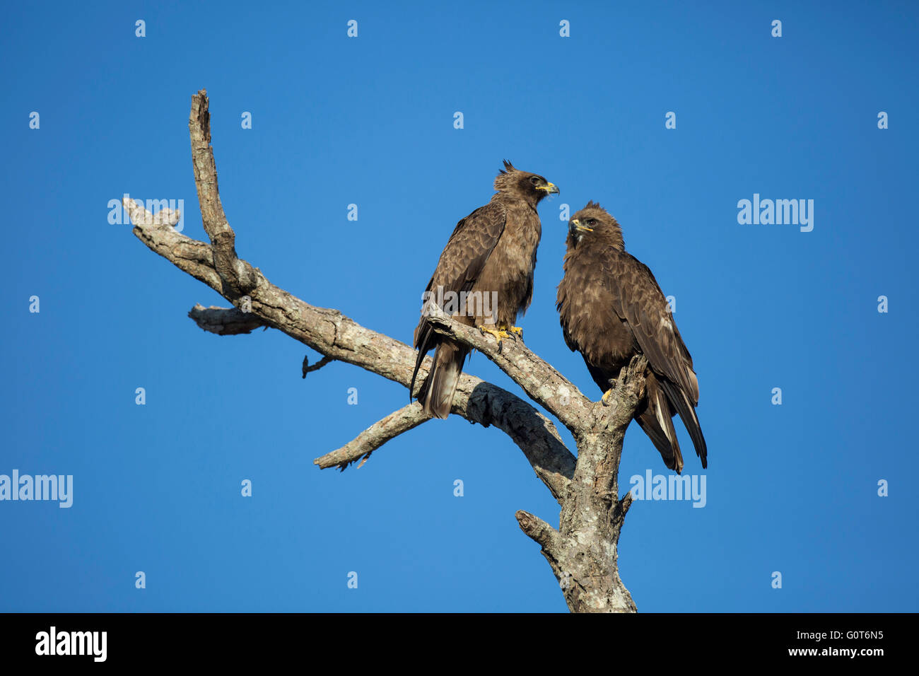 Pair of Wahlberg's eagle (Hieraaetus wahlbergi, formerly Aquila wahlbergi) eagles perched on a tree Stock Photo