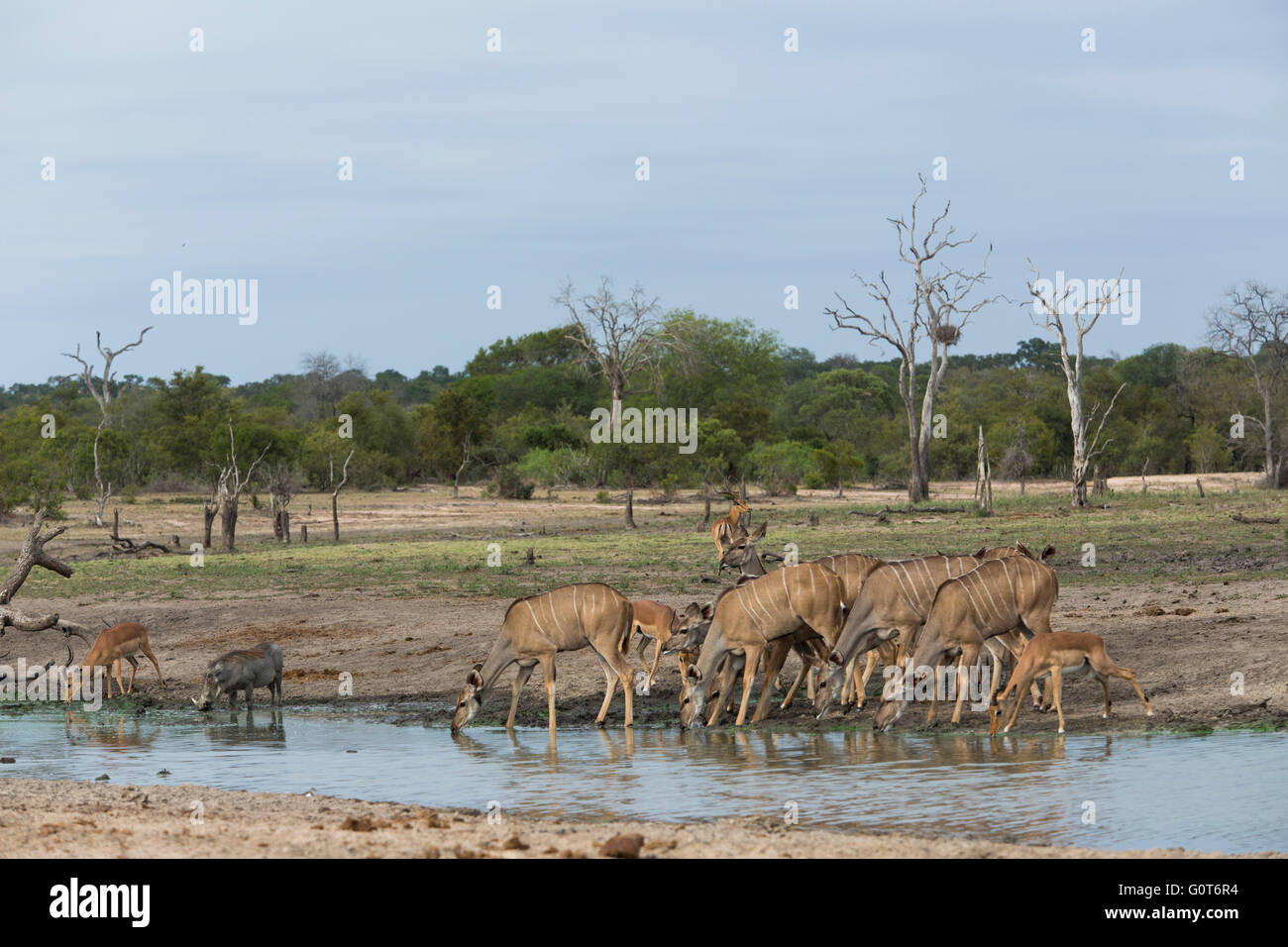 Animals drinking at a waterhole - Greater kudu, warthog, impala Stock Photo