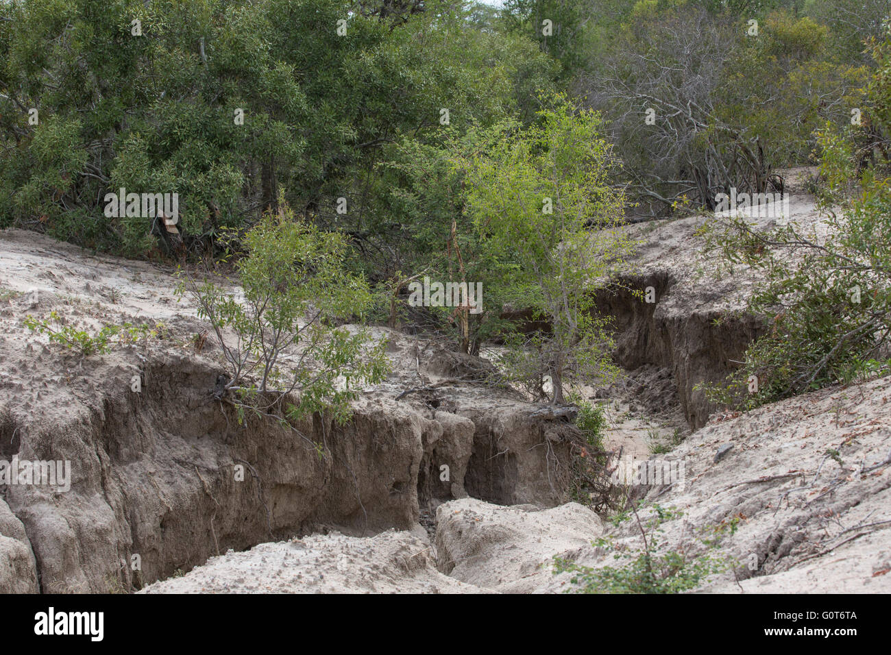 Severe soil erosion donga in sodic soil Stock Photo