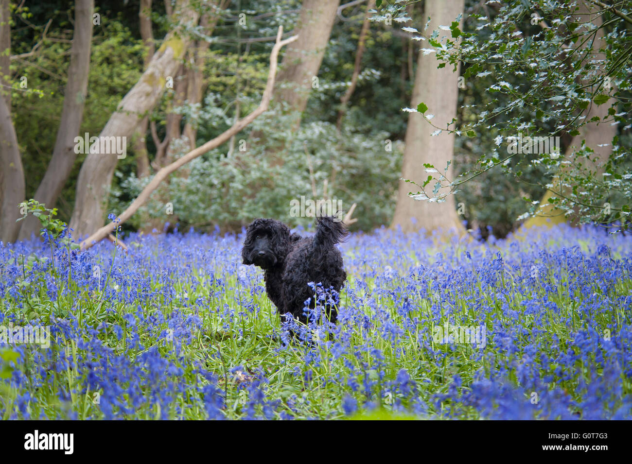 A young black Cockapoo dog on a walk in the woods on a sunny day. Stock Photo