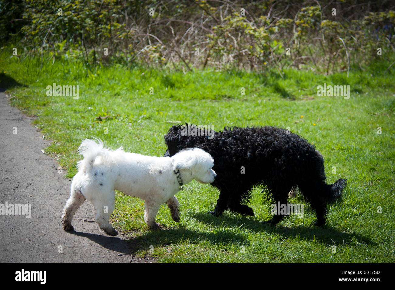 A young black Cockapoo dog on a walk in the woods on a sunny day, meeting a Havanese white dog. Stock Photo