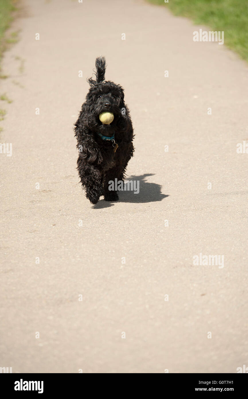 A young black Cockapoo dog on a walk in the woods on a sunny day bringing the ball back down the path Stock Photo