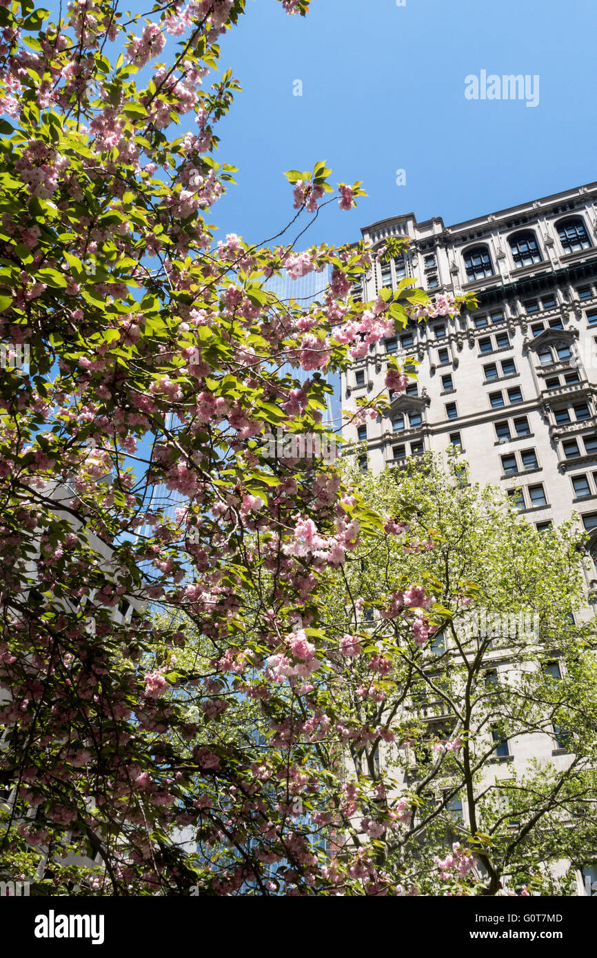 Springtime View Upwards from Trinity Church Cemetery, NYC Stock Photo