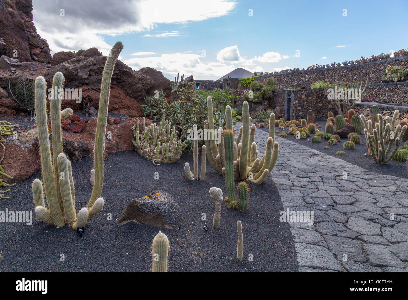 Lanzarote Cactus Garden. Designed by César Manrique. Stock Photo