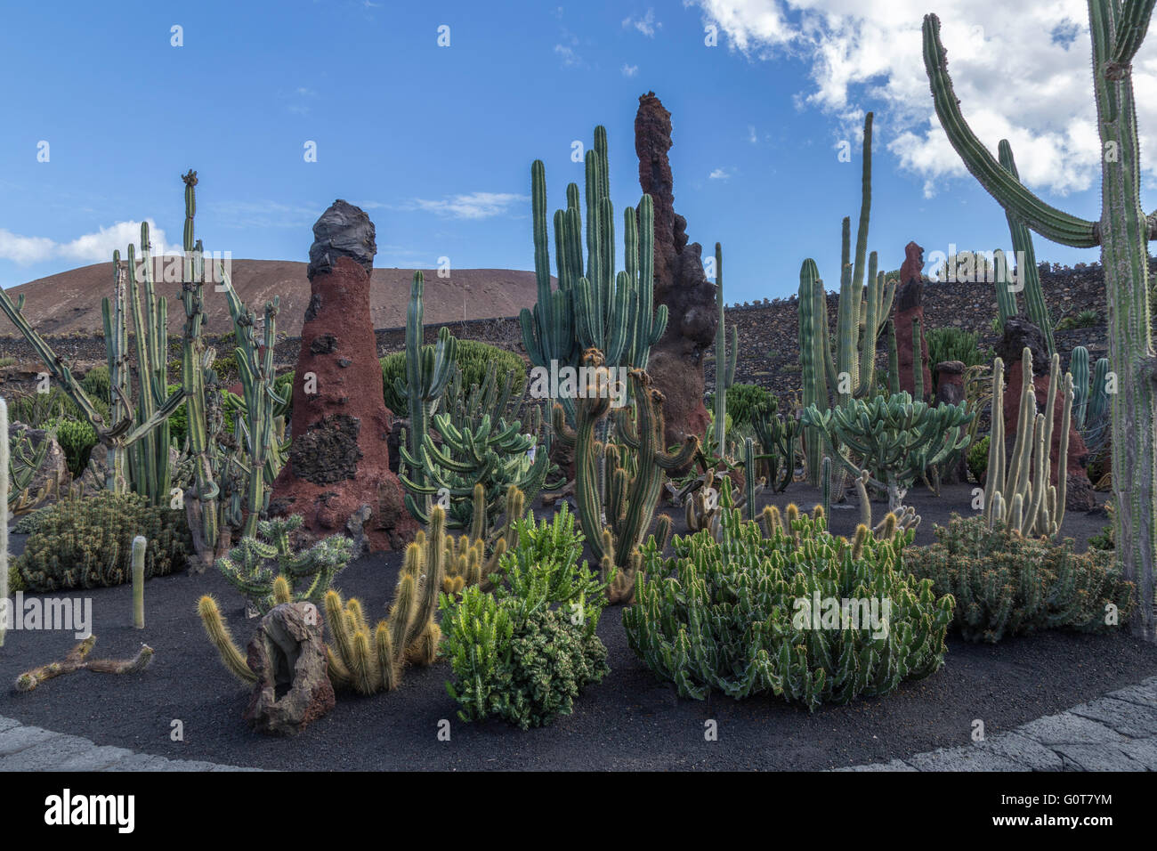 Lanzarote Cactus Garden. Designed by César Manrique. Stock Photo