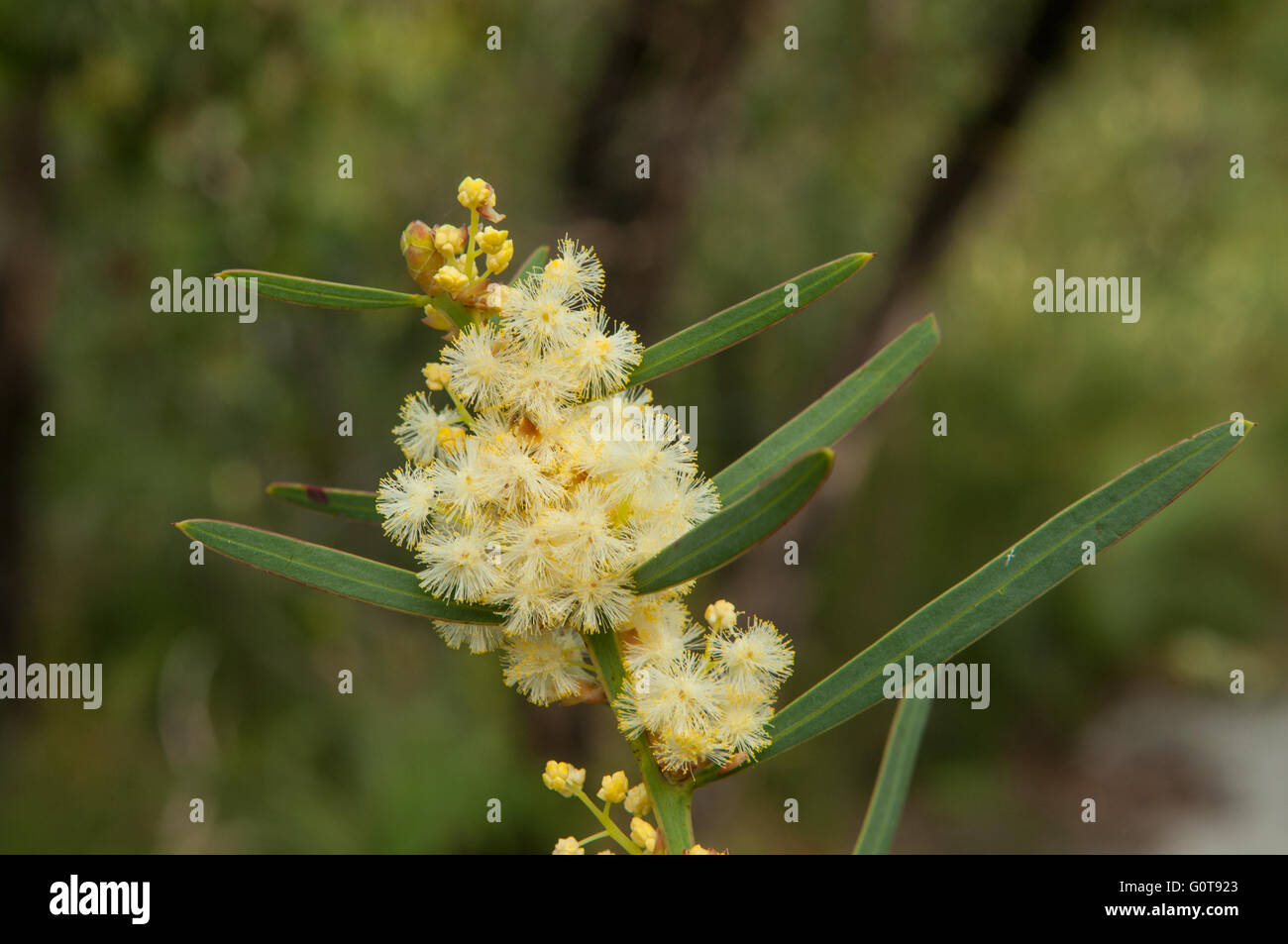 Acacia verticillata subsp ovoidea, Prickly Moses Wattle, Wilsons Promontory, Victoria, Australia Stock Photo