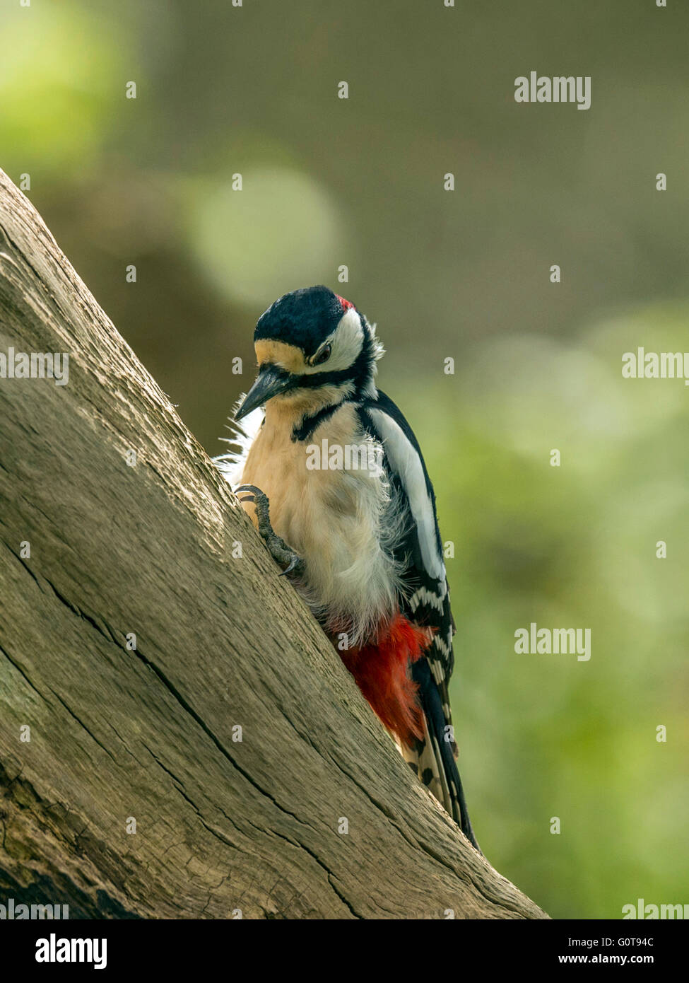 Male Great Spotted Woodpecker (Dendrocopos major) foraging in natural woodland setting. Perched, isolated against background. Stock Photo