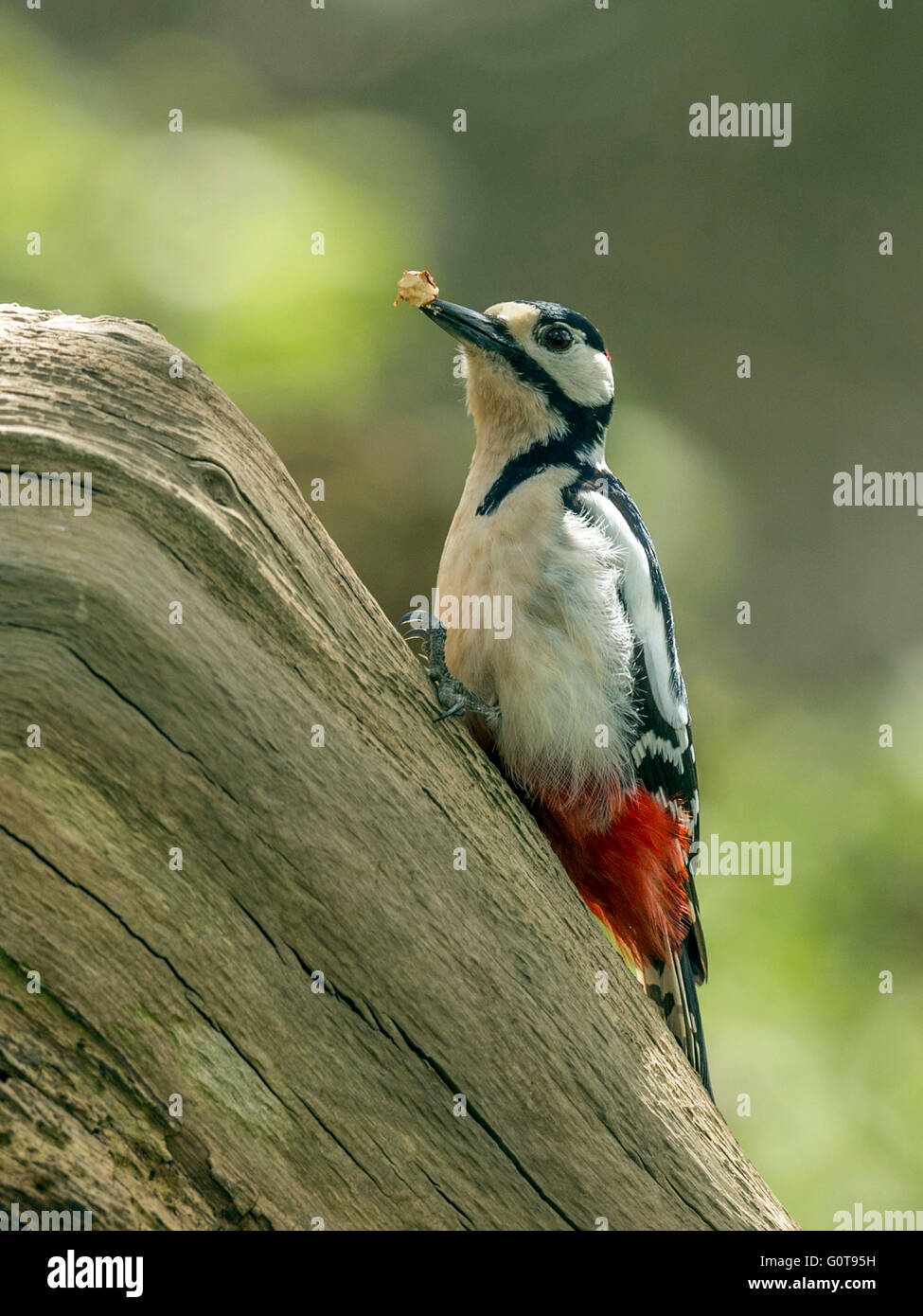 Male Great Spotted Woodpecker (Dendrocopos major) foraging in natural woodland setting. Perched, isolated against background. Stock Photo