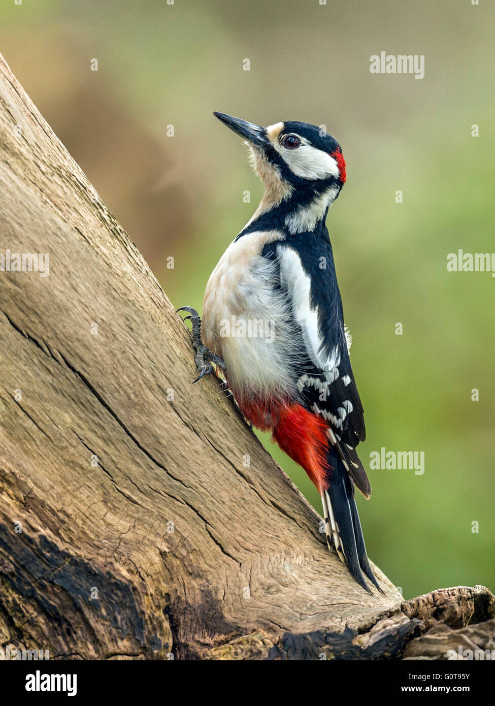 Male Great Spotted Woodpecker (Dendrocopos major) foraging in natural woodland setting. Perched, isolated against background. Stock Photo