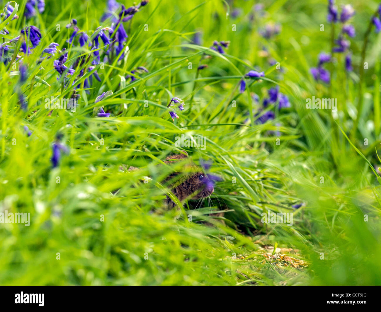Shy wood mouse or murid rodent (Apodemus sylvaticus) foraging amongst BlueBells in long green grass in woodland setting. Stock Photo