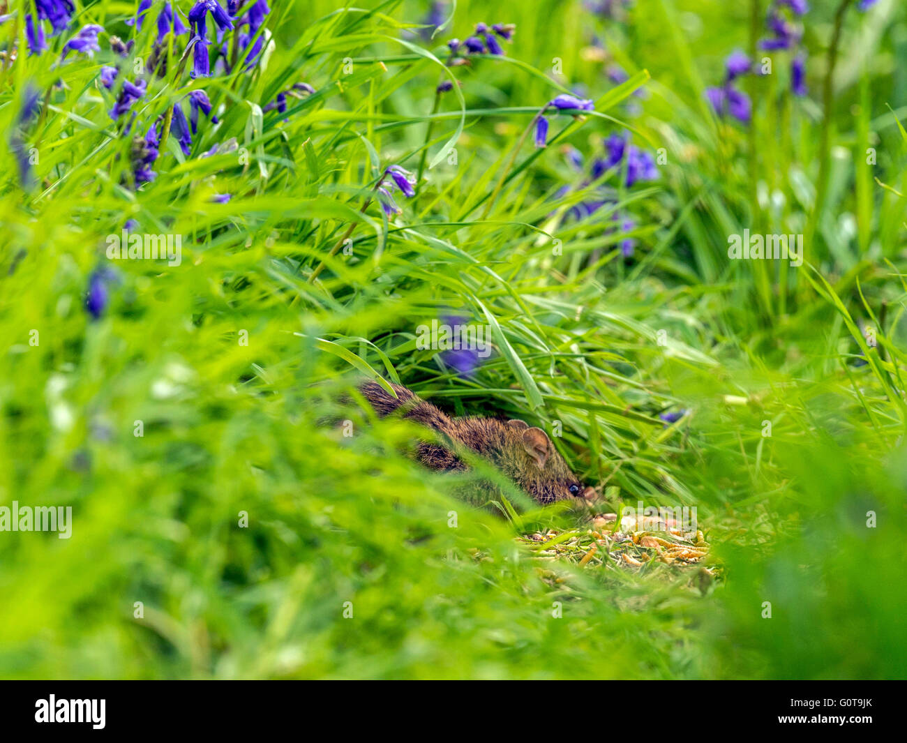 Shy wood mouse or murid rodent (Apodemus sylvaticus) foraging amongst BlueBells in long green grass in woodland setting. Stock Photo