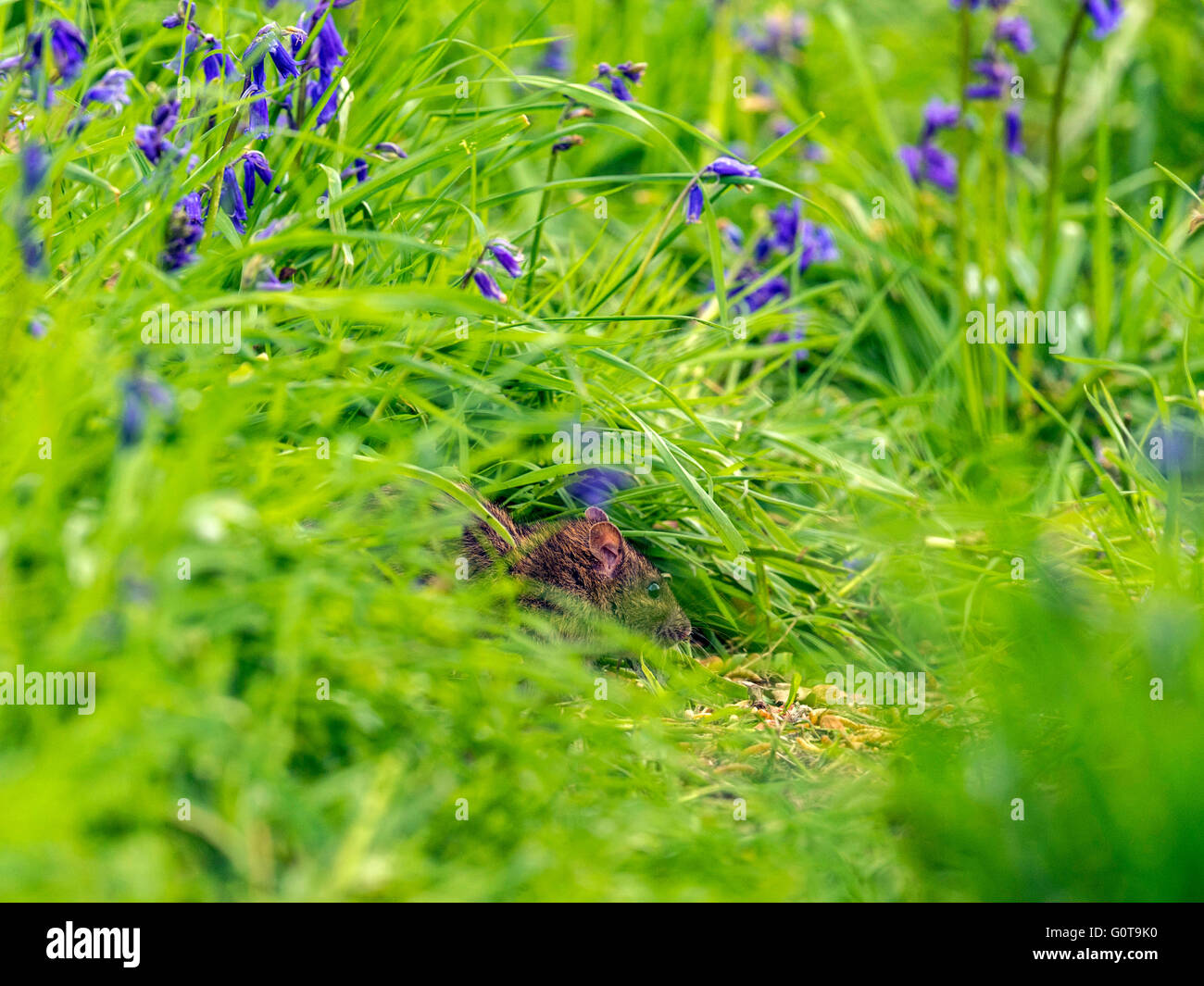 Shy wood mouse or murid rodent (Apodemus sylvaticus) foraging amongst BlueBells in long green grass in woodland setting. Stock Photo