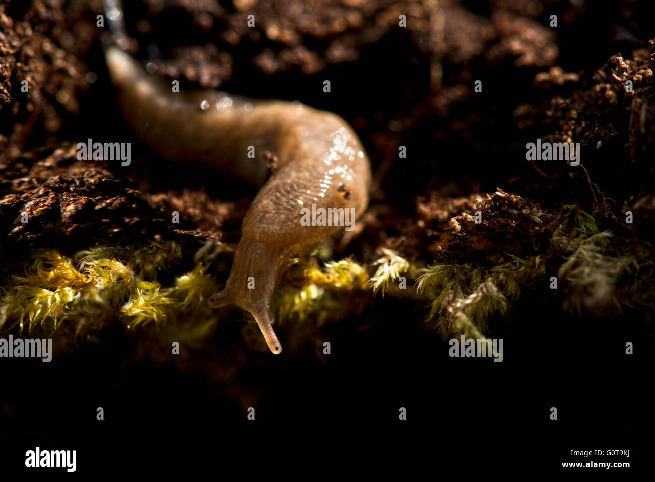 Netted or Grey Field Slug - Deroceras reticulatum. Image taken at Wilstone Reservoir, Hertfordshire, UK Stock Photo