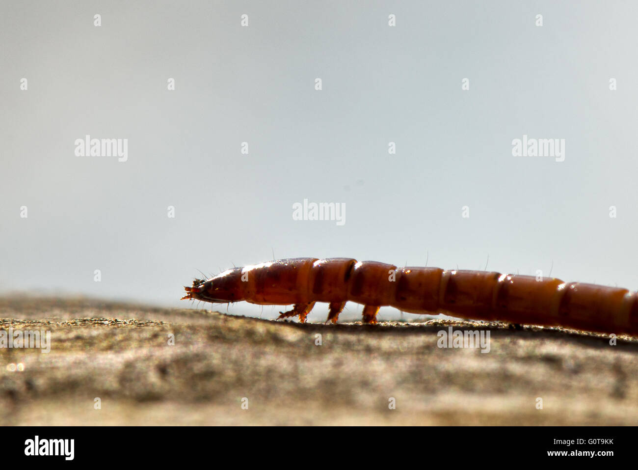 Insect larvae (Unknown species) at Wilstone Reservoir, Hertfordshire, UK Stock Photo