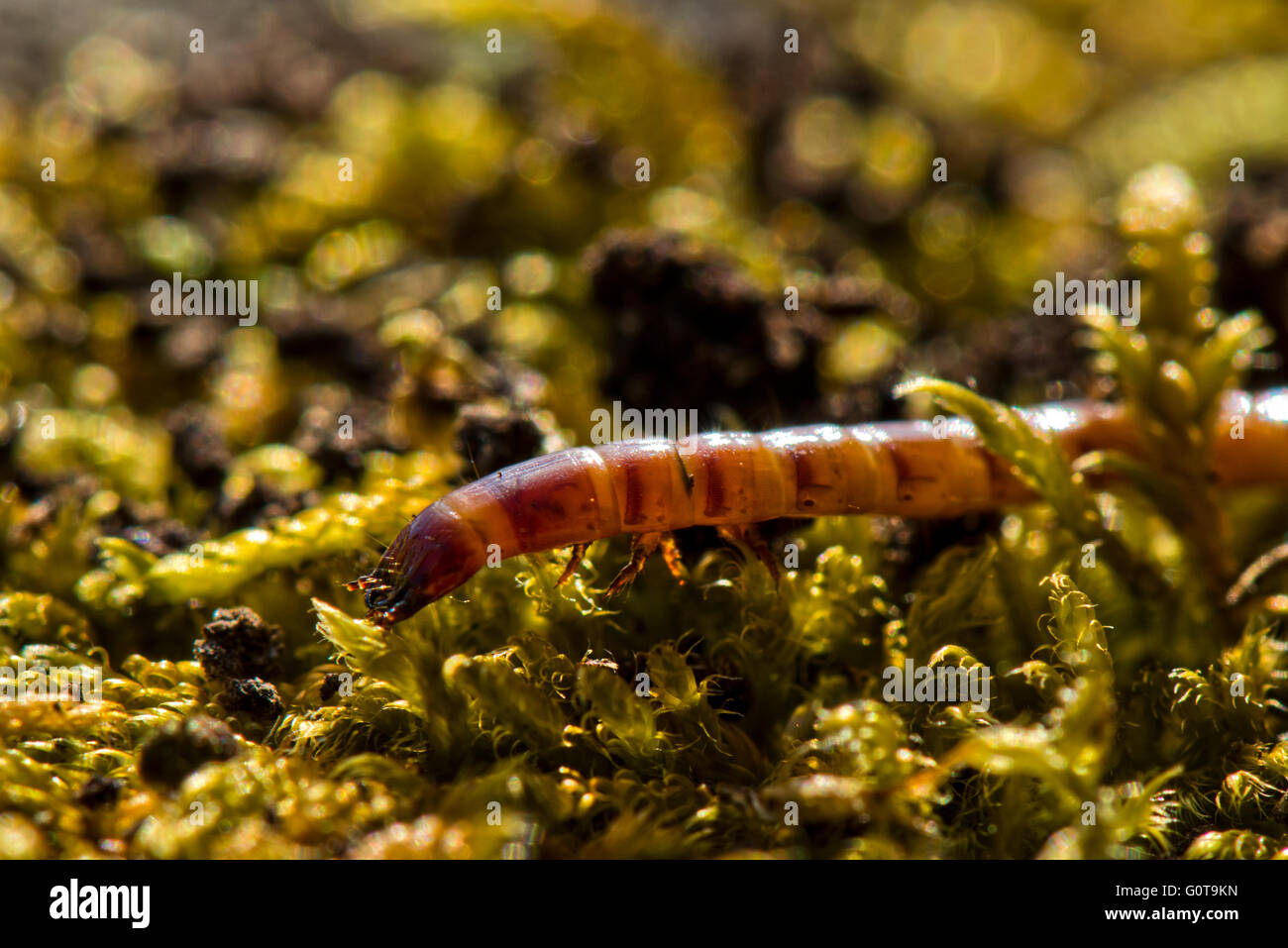 Insect larvae (Unknown species) at Wilstone Reservoir, Hertfordshire, UK Stock Photo