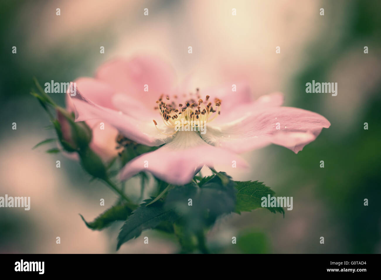 Pink flower of wild rose on bush macro Stock Photo