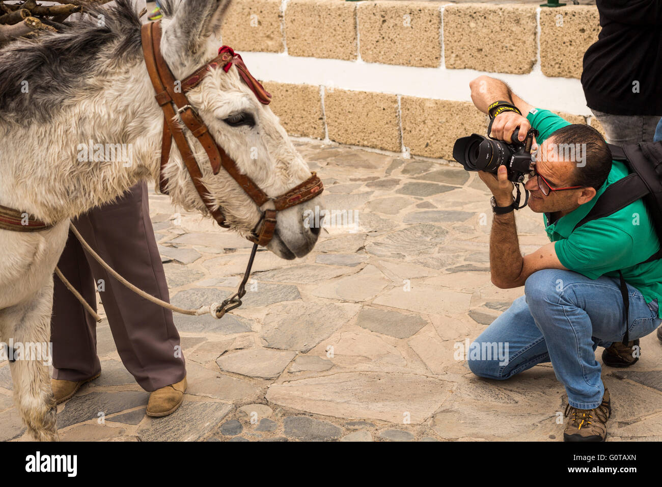 Photographer with Nikon camera and Sigma lens photographing a donkey, Adeje, Tenerife, Canary Islands, Spain. Stock Photo