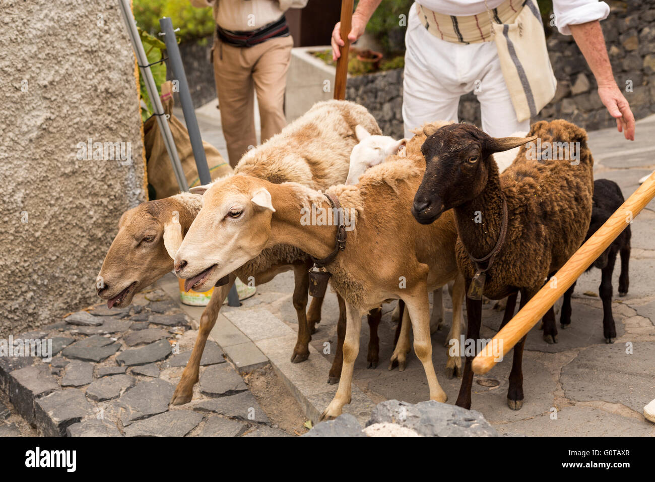 Goats being herded in the street in Adeje, Tenerife, Canary Islands