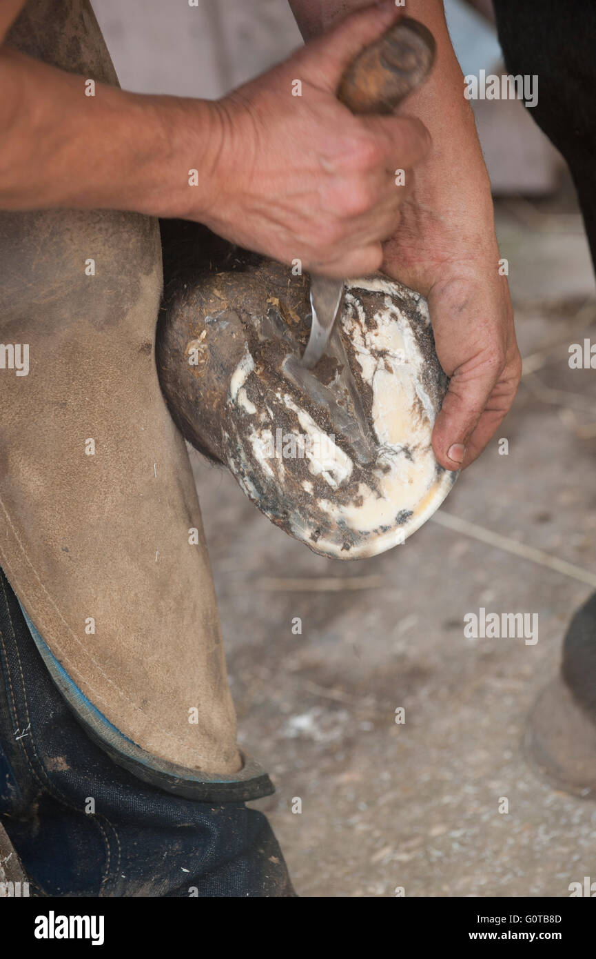Farrier Hot Shoeing a Horse in a stable yard Stock Photo Alamy