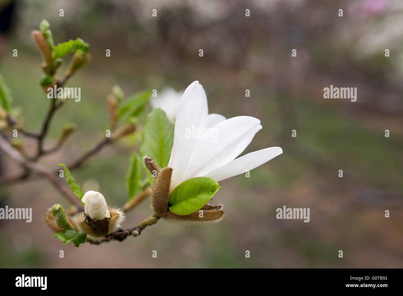 Beautiful white magnolia in spring with soft focus Stock Photo - Alamy